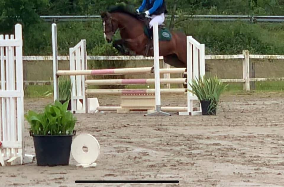 Merrie Franse rijpony PFS Te koop 2019 Donker bruin / bai ,  Vertigo de Ch&acirc;telain