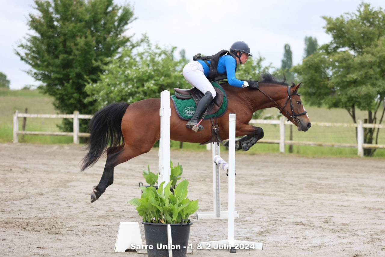 Merrie Franse rijpony PFS Te koop 2019 Donker bruin / bai ,  Vertigo de Ch&acirc;telain