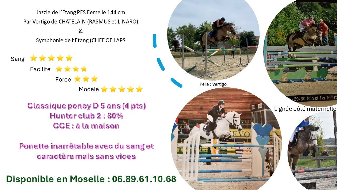 Merrie Franse rijpony PFS Te koop 2019 Donker bruin / bai ,  Vertigo de Ch&acirc;telain