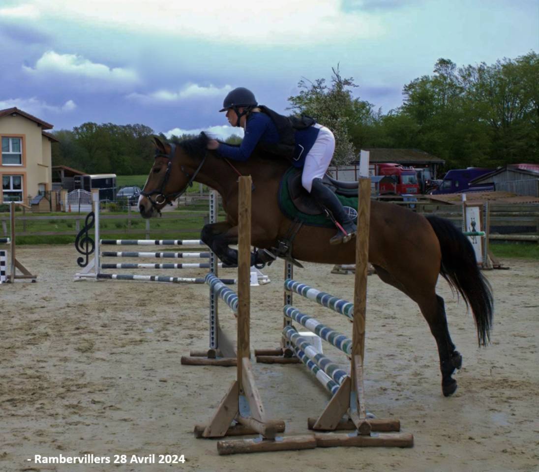 Merrie Franse rijpony PFS Te koop 2019 Donker bruin / bai ,  Vertigo de Ch&acirc;telain