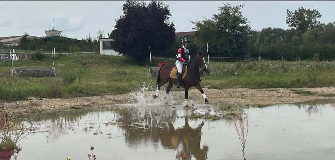 Merrie Franse rijpony PFS Te koop 2019 Donker bruin / bai ,  Vertigo de Ch&acirc;telain