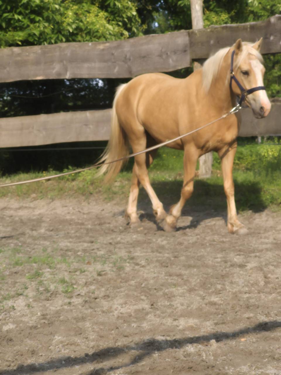 Ruin Franse rijpony PFS Te koop 2022 Palomino ,  Vertigo de Ch&acirc;telain