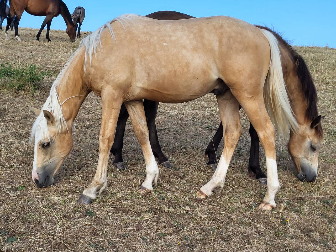 Ruin Franse rijpony PFS Te koop 2022 Palomino ,  Vertigo de Ch&acirc;telain