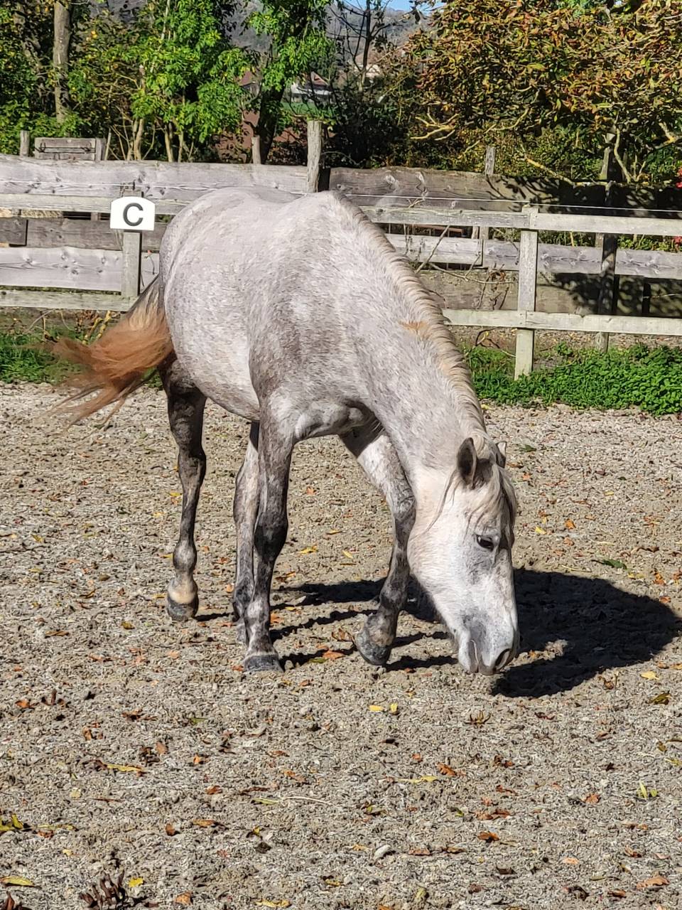 Ruin Franse rijpony PFS Te koop 2022 Palomino ,  Vertigo de Ch&acirc;telain