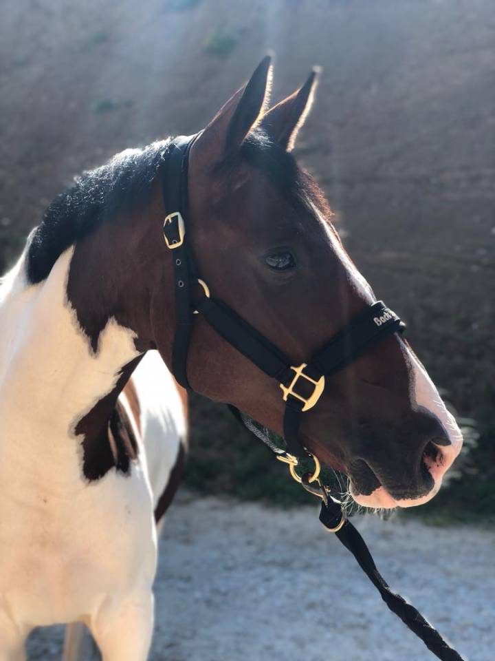 Merrie Selle Fran&ccedil;ais Te koop 2019 Bont