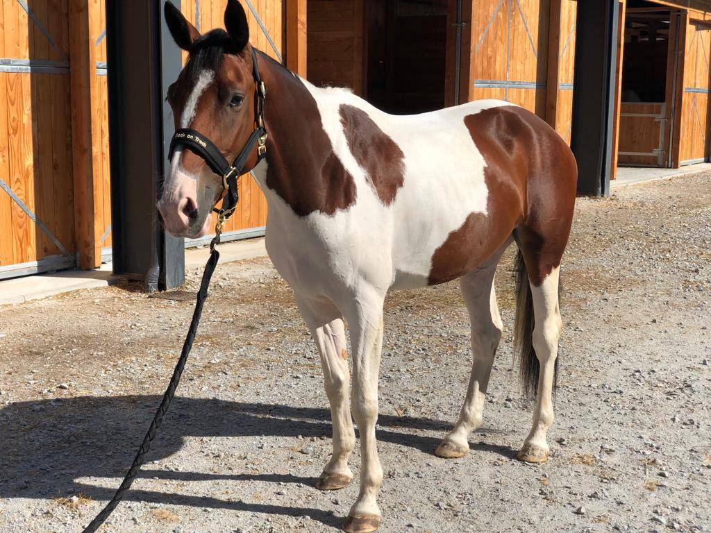 Merrie Selle Fran&ccedil;ais Te koop 2019 Bont