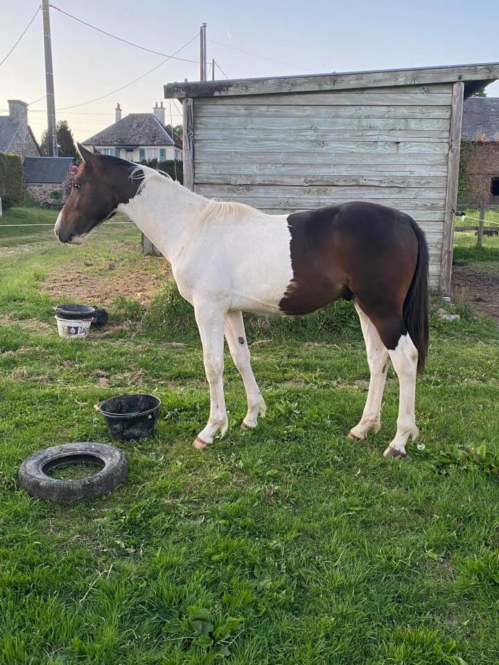 Veulen (ml) Selle Fran&ccedil;ais Te koop 2024 Bont