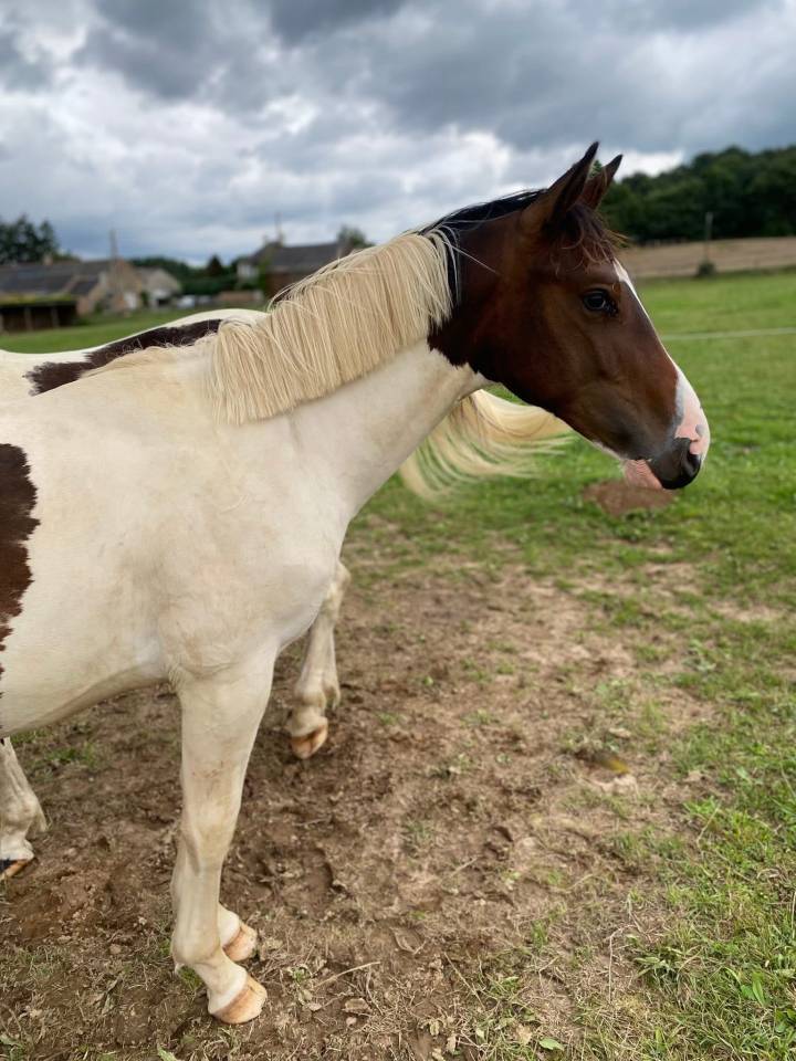 Veulen (ml) Selle Fran&ccedil;ais Te koop 2024 Bont
