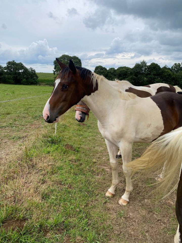 Veulen (ml) Selle Fran&ccedil;ais Te koop 2024 Bont