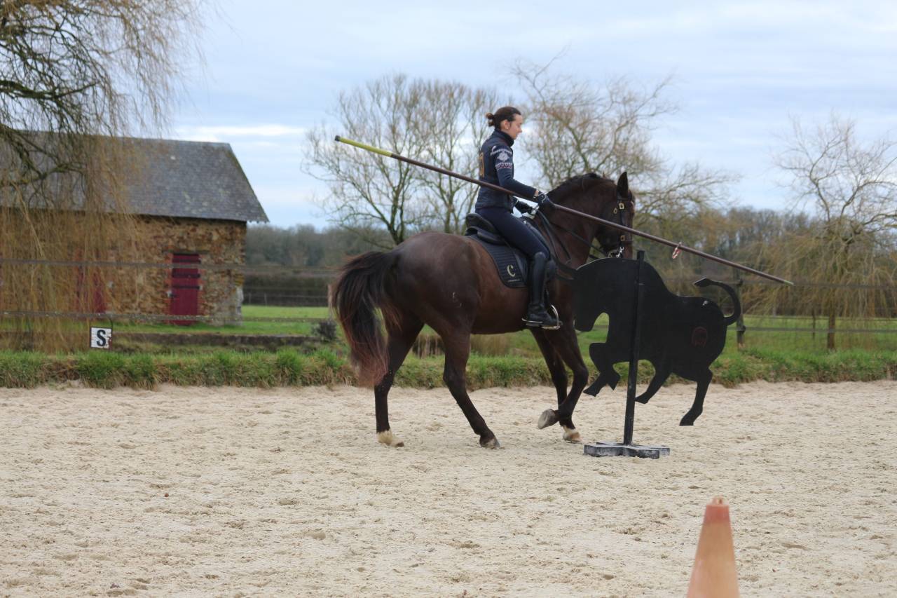 Ruin Lusitano Te koop 2011 Bruin / Bai ,  zico