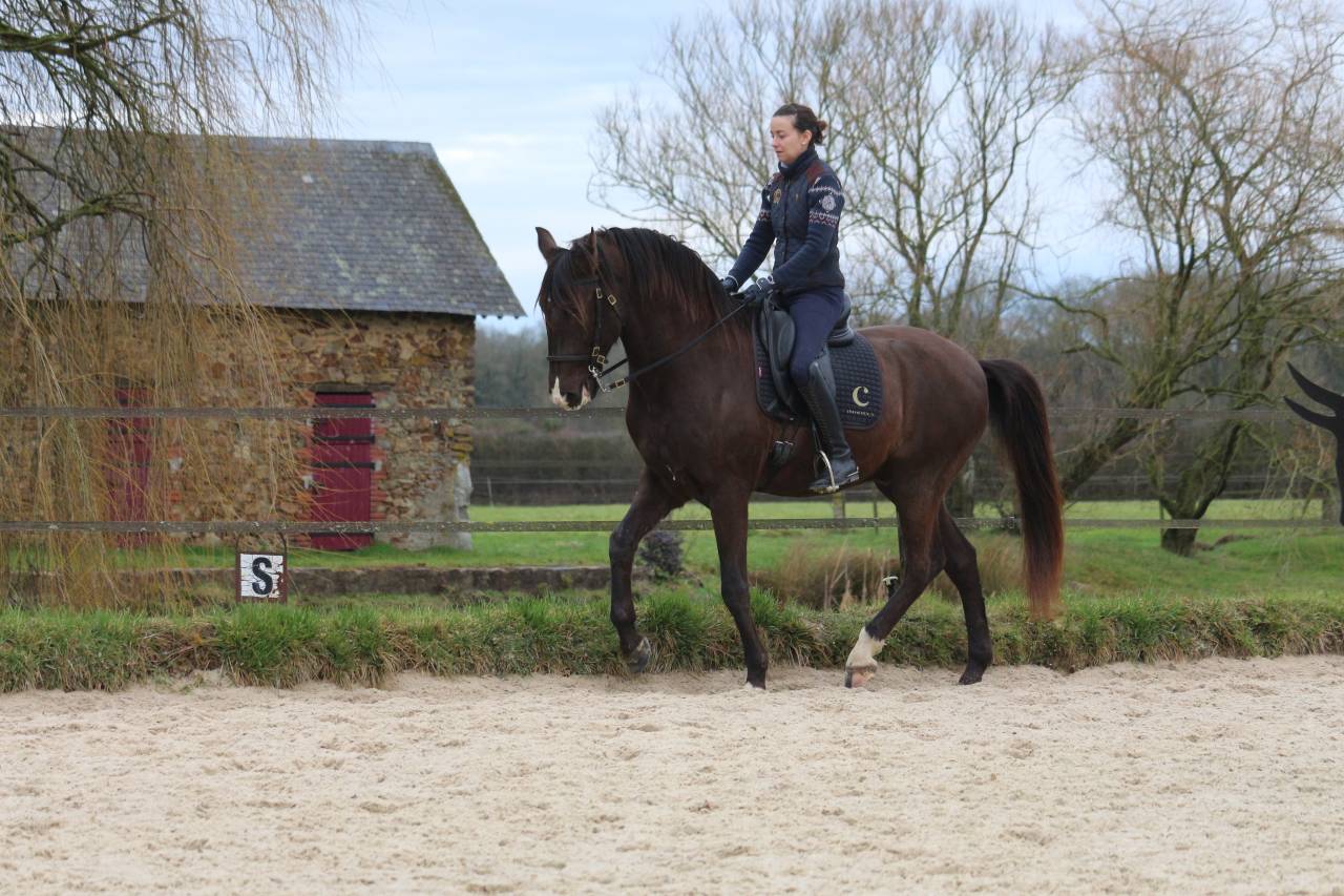 Ruin Lusitano Te koop 2011 Bruin / Bai ,  zico