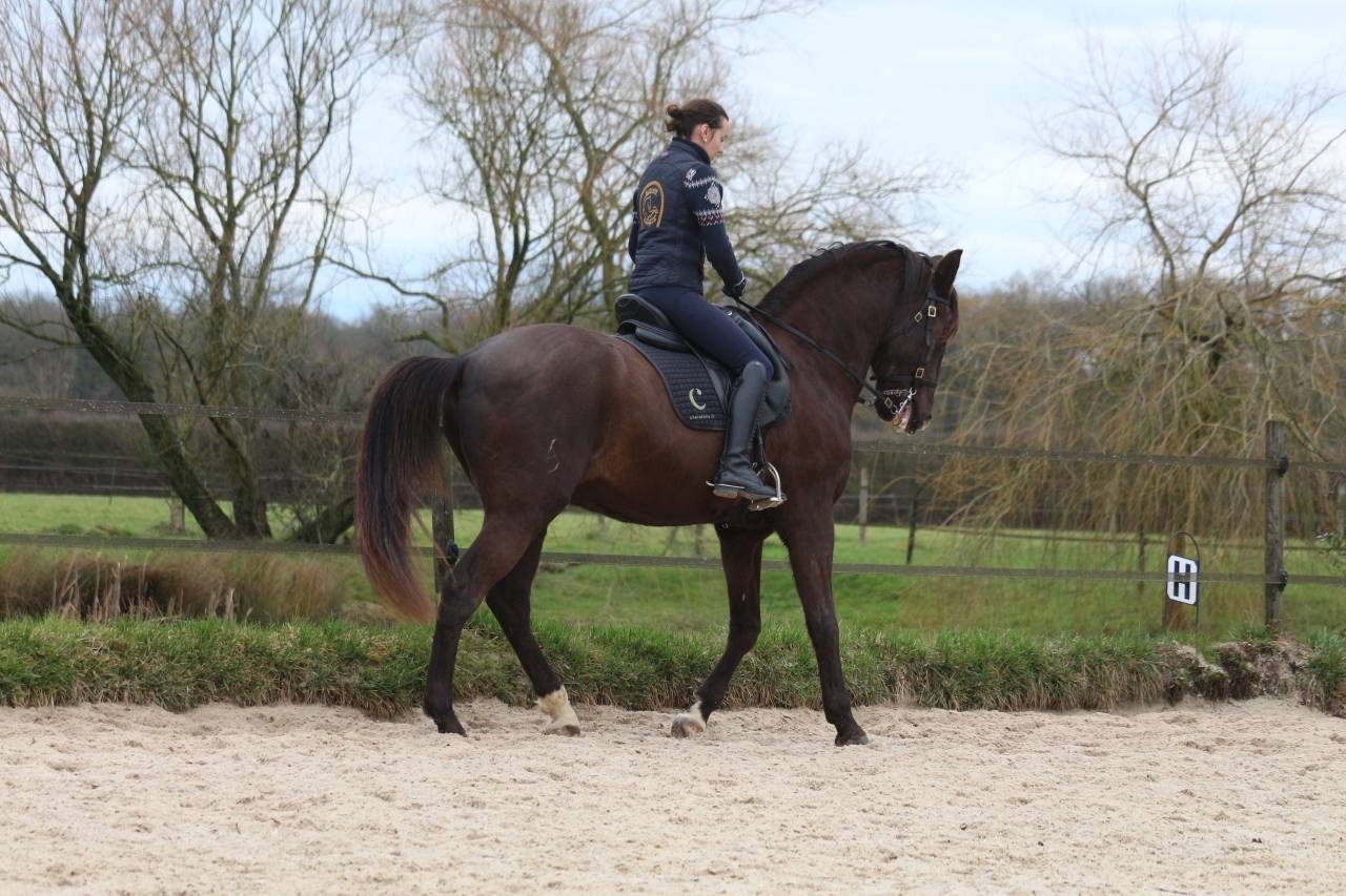 Ruin Lusitano Te koop 2011 Bruin / Bai ,  zico