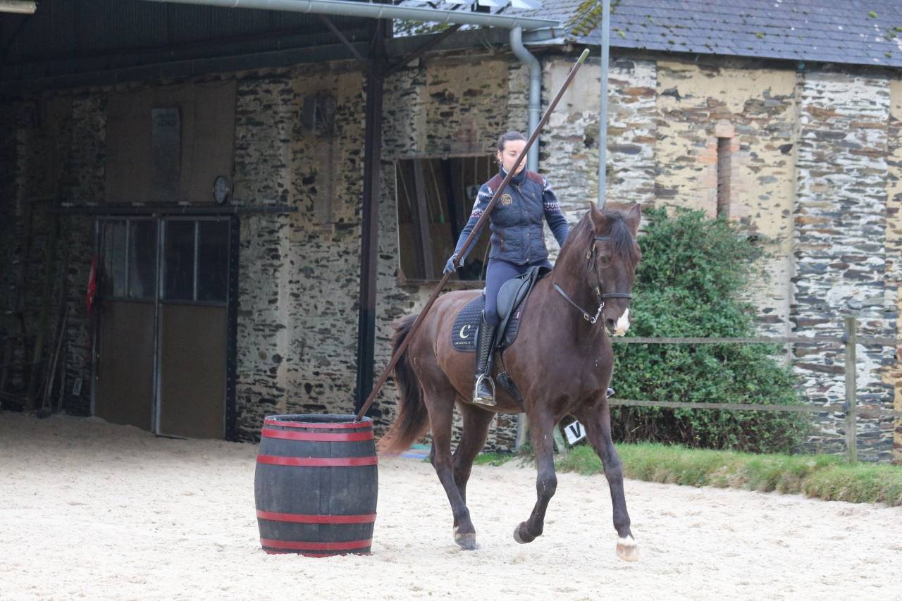 Ruin Lusitano Te koop 2011 Bruin / Bai ,  zico