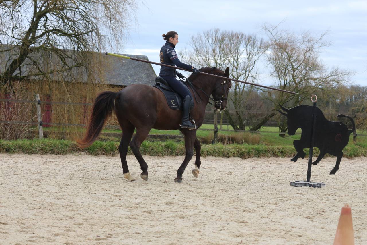 Ruin Lusitano Te koop 2011 Bruin / Bai ,  zico