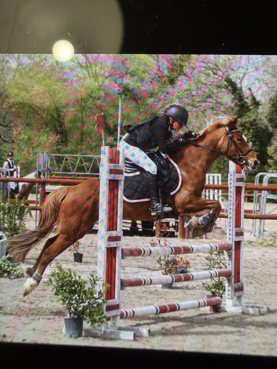 Merrie Bekend ras Te koop 2015 Vos