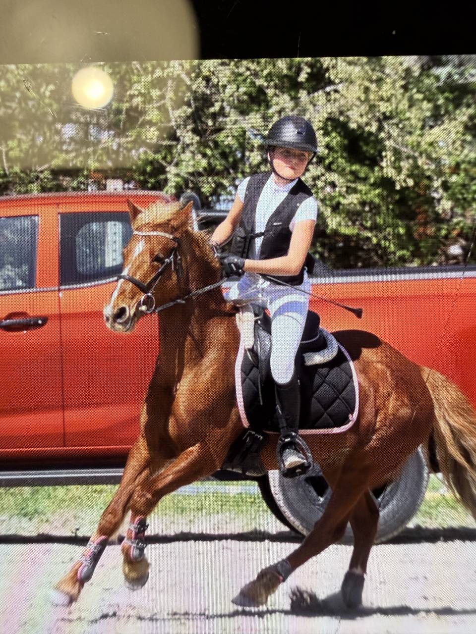 Merrie Bekend ras Te koop 2015 Vos