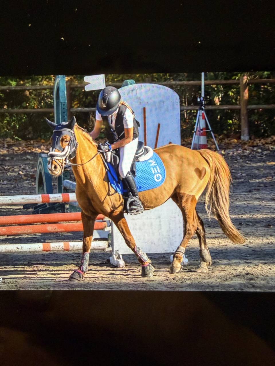 Merrie Bekend ras Te koop 2015 Vos