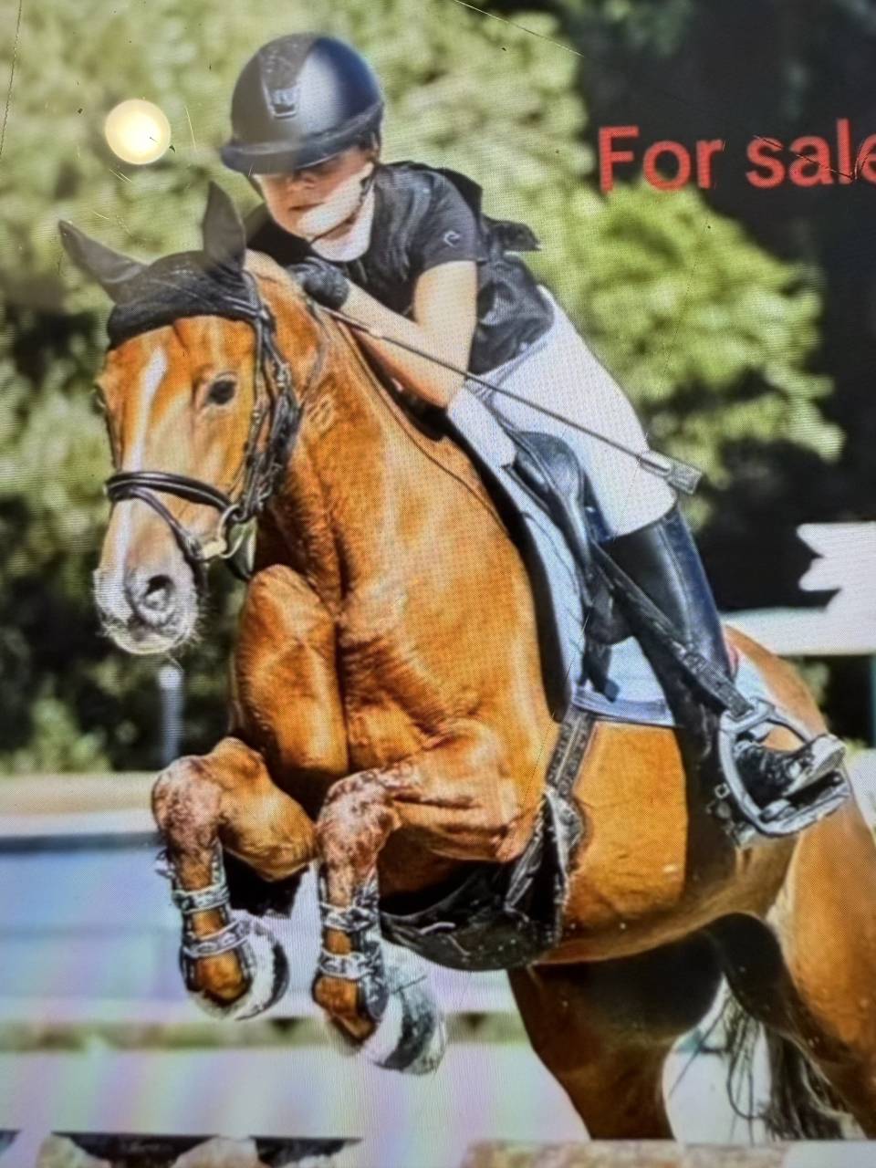 Merrie Bekend ras Te koop 2015 Vos