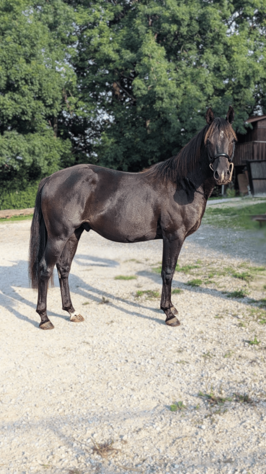 Hengst Quarter Horse Te koop 2023 Zwart
