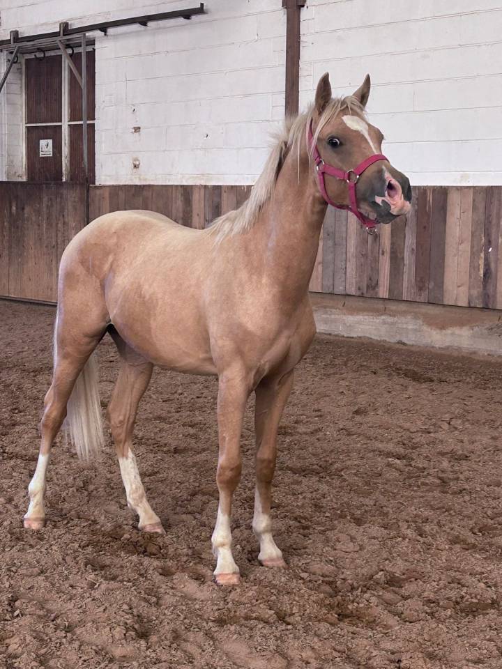 Veulen (ml) Franse rijpony PFS Te koop 2024 Palomino