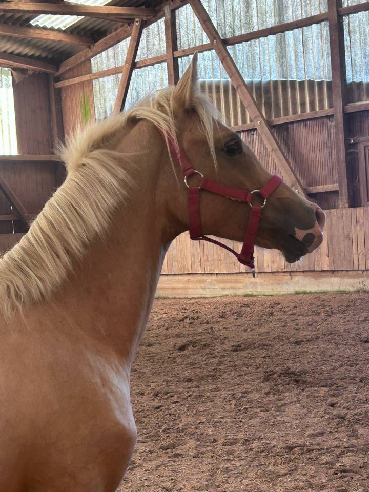 Veulen (ml) Franse rijpony PFS Te koop 2024 Palomino