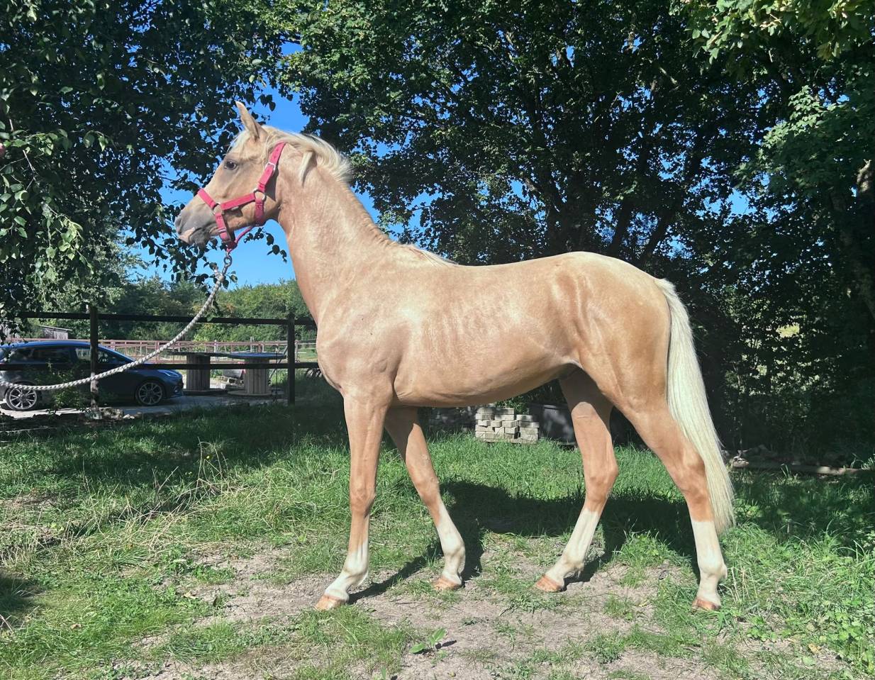 Veulen (ml) Franse rijpony PFS Te koop 2024 Palomino