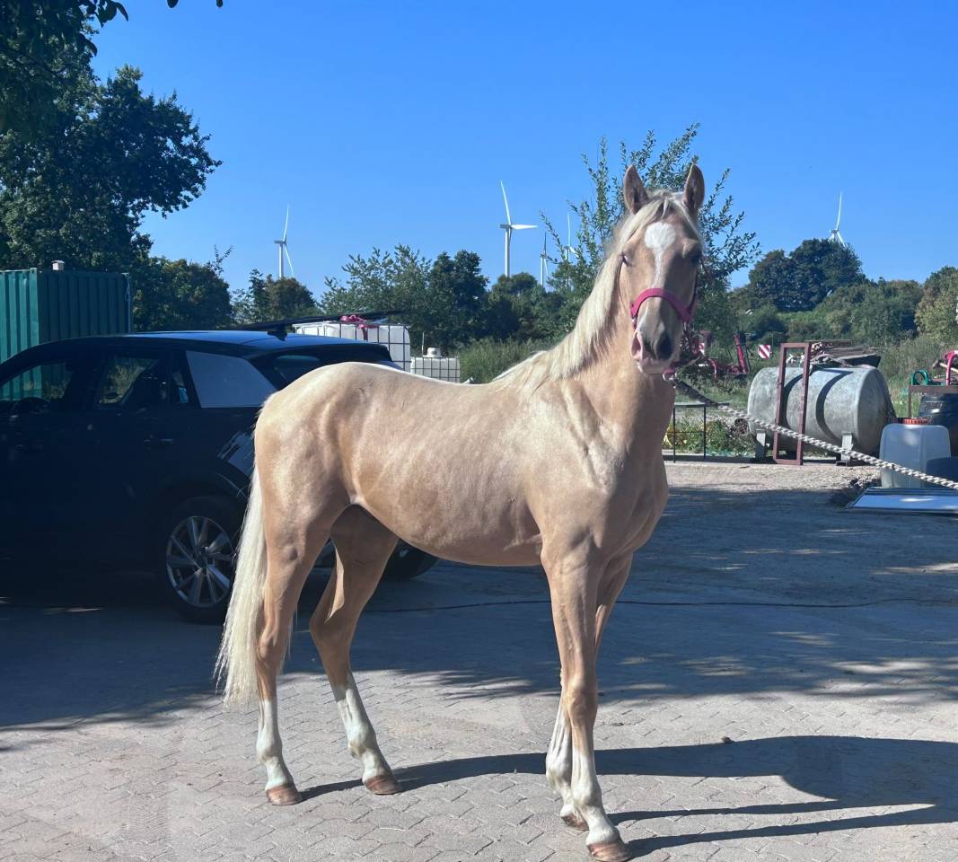 Veulen (ml) Franse rijpony PFS Te koop 2024 Palomino