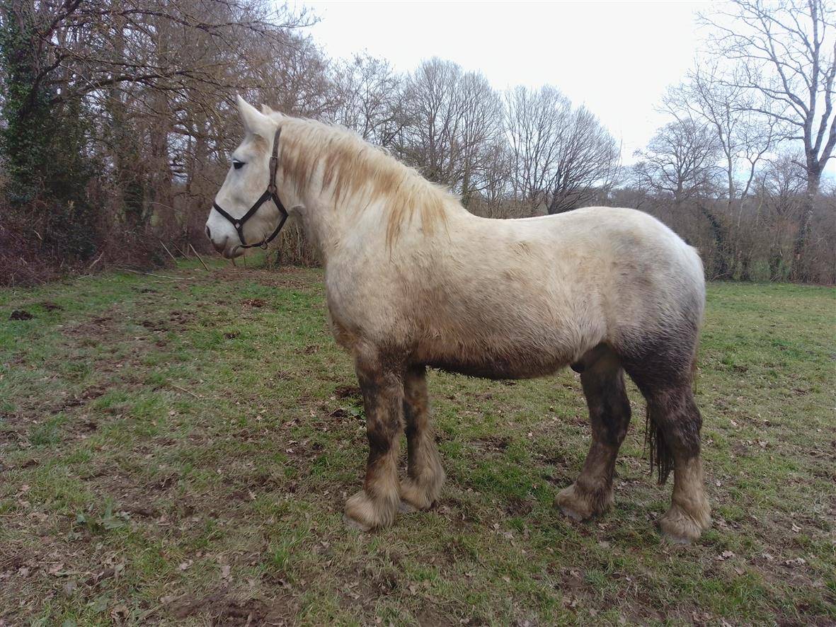 Ruin Percheron Te koop 2021 Schimmel ,  drageur du caroi