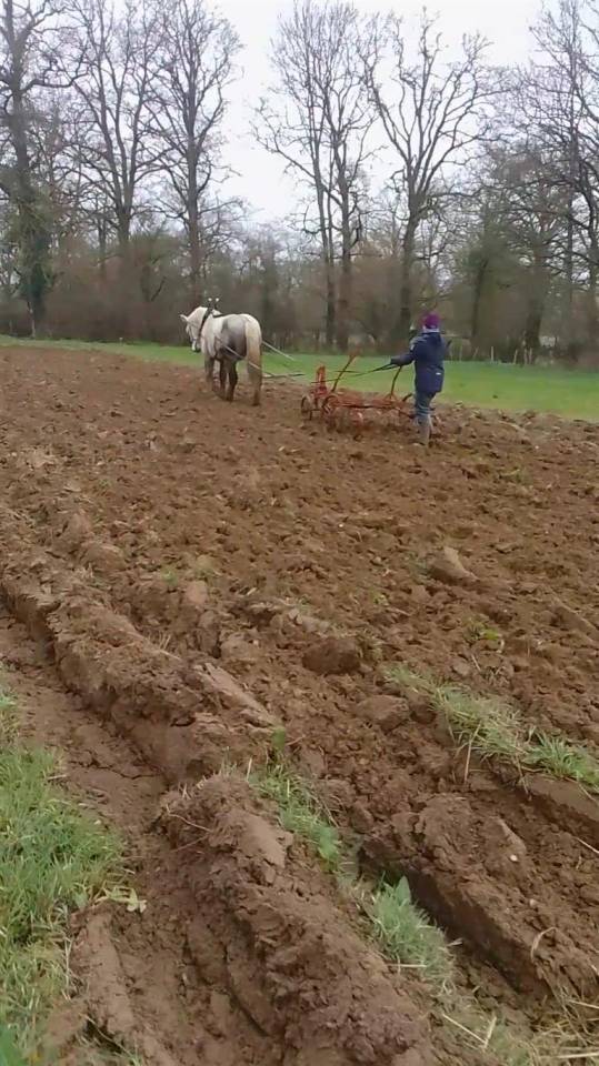 Ruin Percheron Te koop 2021 Schimmel ,  drageur du caroi