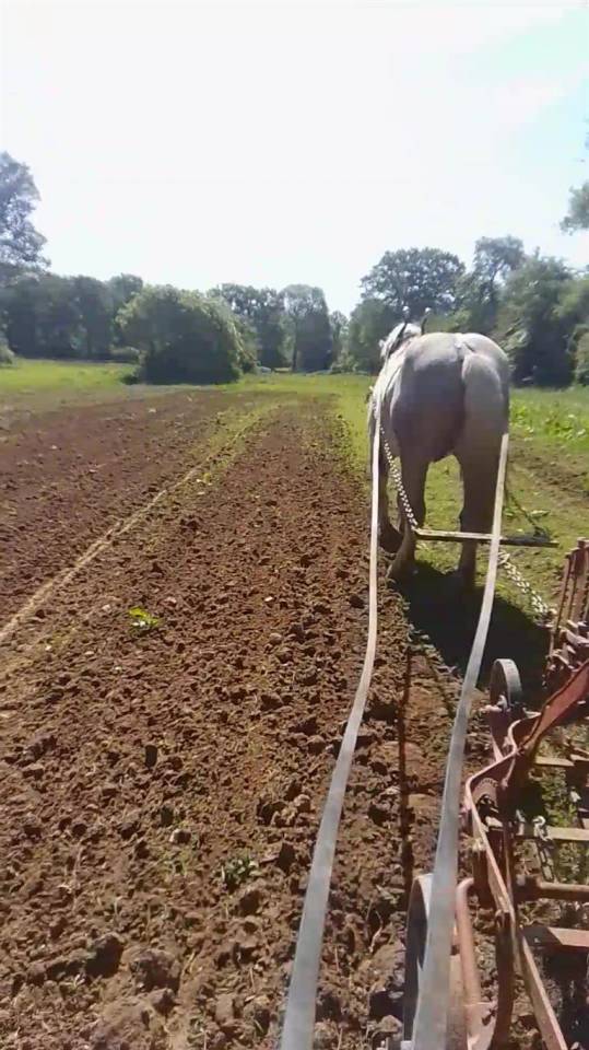 Ruin Percheron Te koop 2021 Schimmel ,  drageur du caroi