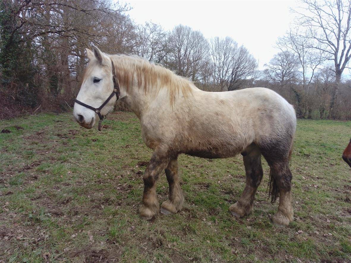 Ruin Percheron Te koop 2021 Schimmel ,  drageur du caroi