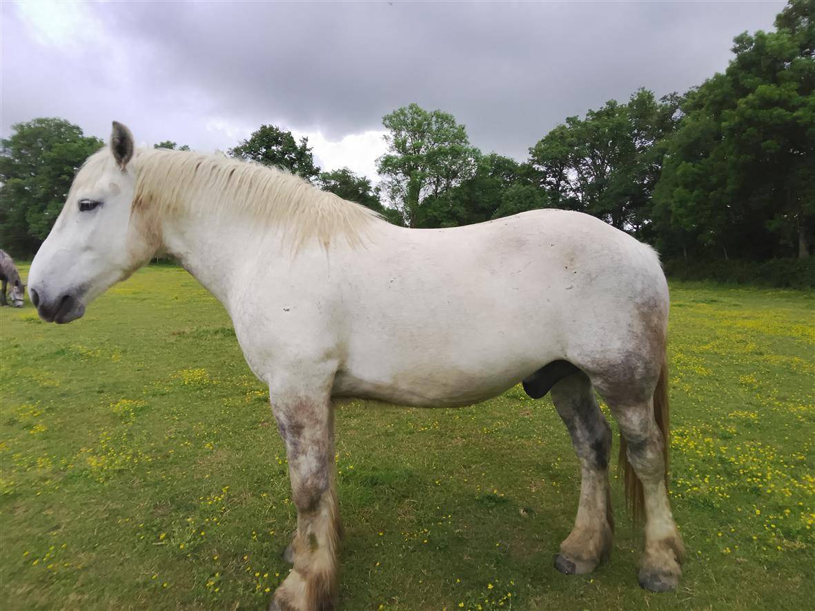 Ruin Percheron Te koop 2021 Schimmel ,  drageur du caroi