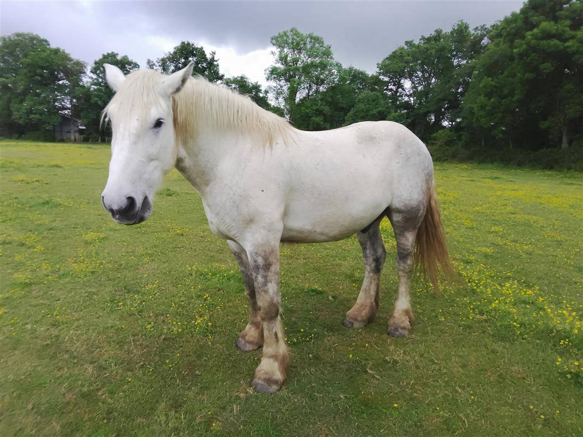 Ruin Percheron Te koop 2021 Schimmel ,  drageur du caroi