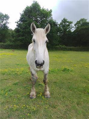 Ruin Percheron Te koop 2021 Schimmel ,  drageur du caroi
