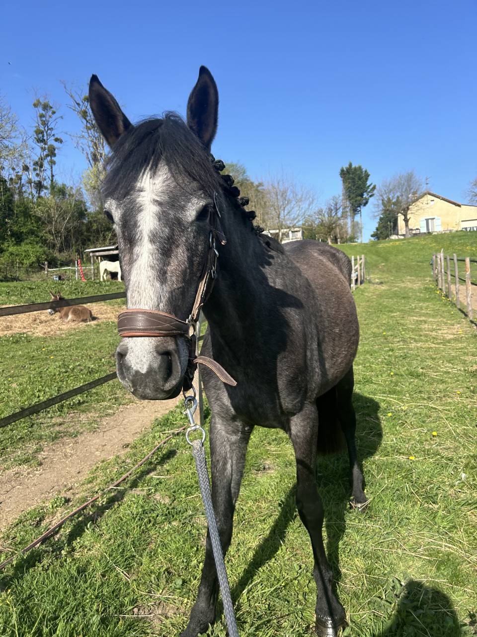 Merrie Connemara Te koop 2022 Schimmel ,  DISCO FLOW DES GRAVES