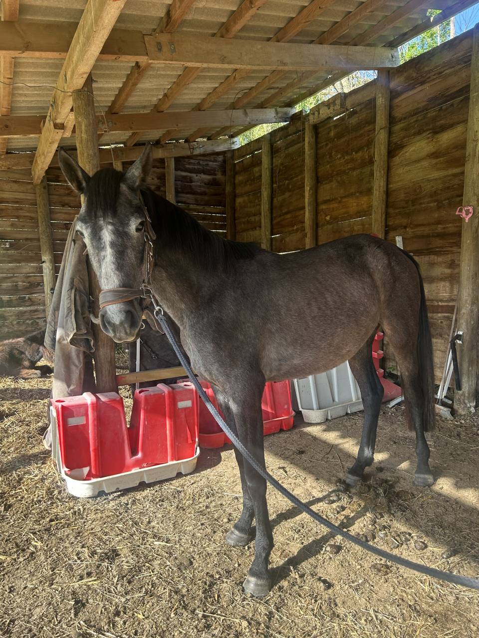 Merrie Connemara Te koop 2022 Schimmel ,  DISCO FLOW DES GRAVES