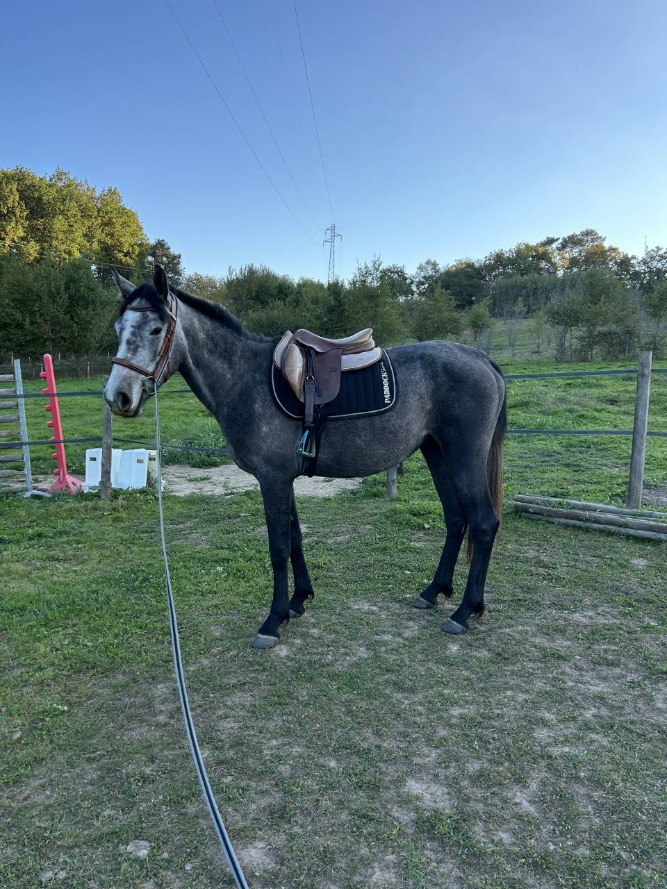 Merrie Connemara Te koop 2022 Schimmel ,  DISCO FLOW DES GRAVES