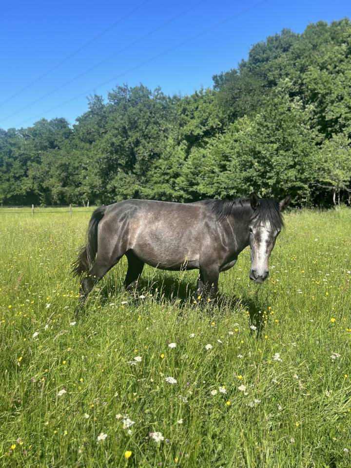 Merrie Connemara Te koop 2022 Schimmel ,  DISCO FLOW DES GRAVES