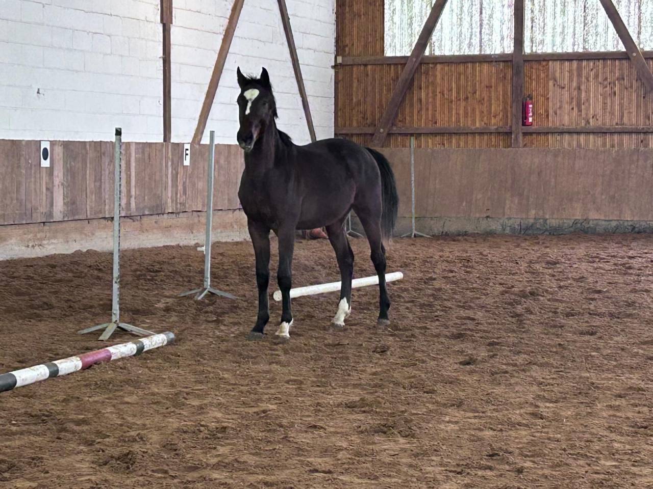 Veulen (ml) Zangersheide Te koop 2024 Bruin / Bai