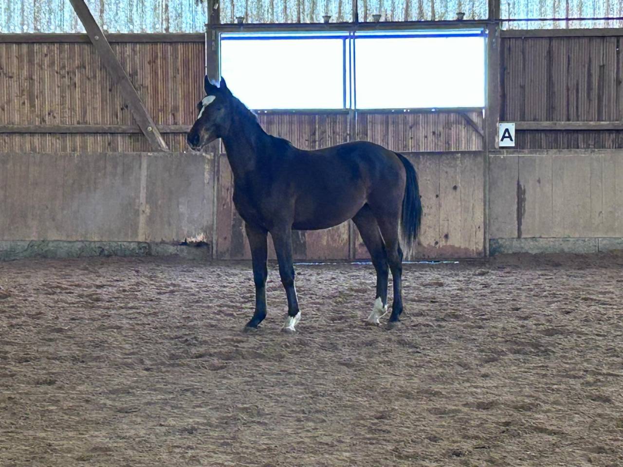 Veulen (ml) Zangersheide Te koop 2024 Bruin / Bai