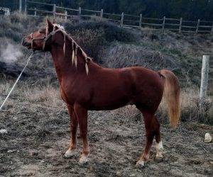 Hengst Ras onbekend Te koop 2023 Vos