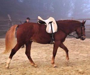 Hengst Ras onbekend Te koop 2023 Vos