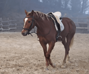 Hengst Ras onbekend Te koop 2023 Vos