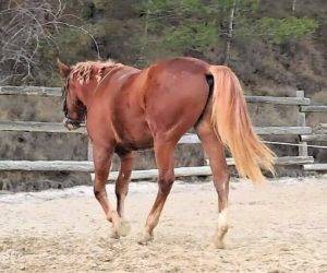 Hengst Ras onbekend Te koop 2023 Vos