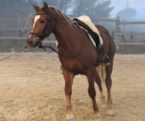 Hengst Ras onbekend Te koop 2023 Vos