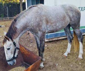 Hengst PRE Puur Ras Spaans Te koop 2023 Schimmel