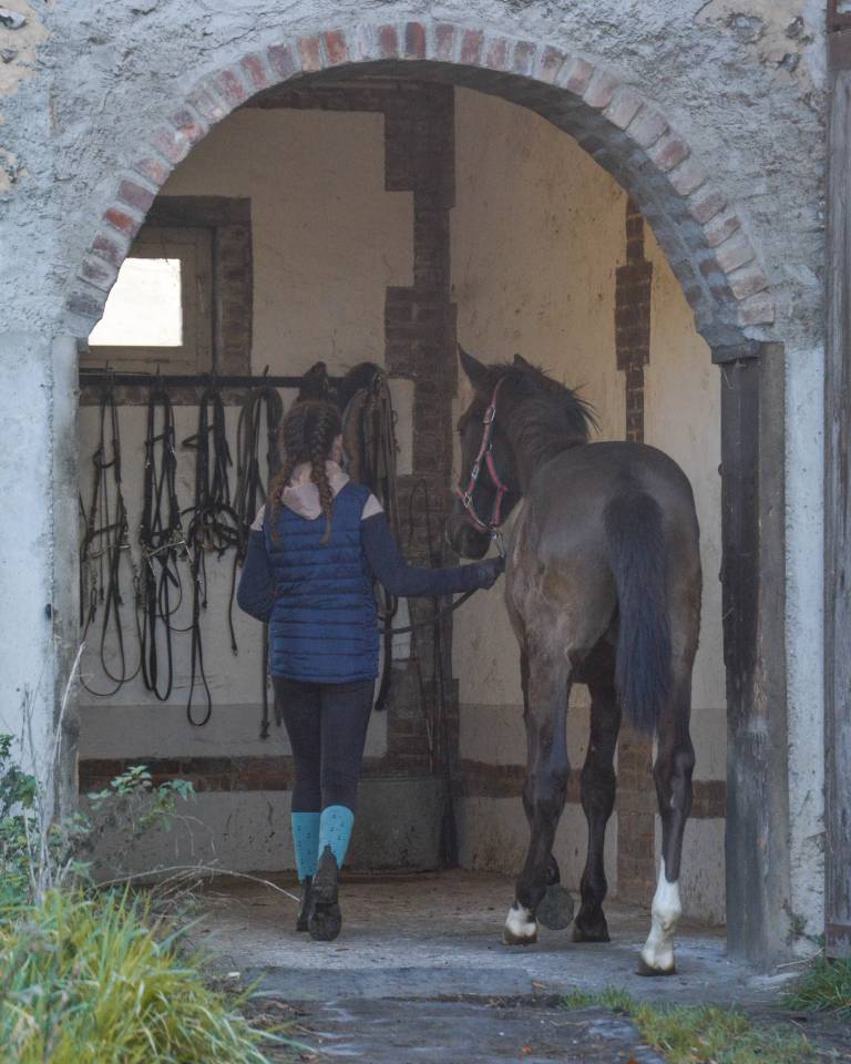 Ruin Lusitano Te koop 2024 Zwart ,  Xeque-Mate RT