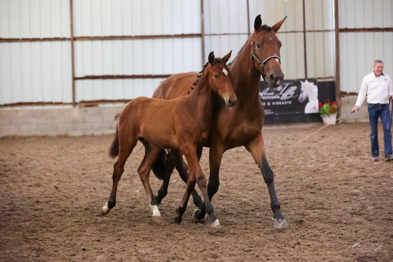Veulen (ml) Selle Fran&ccedil;ais Te koop 2025 Donker bruin / bai ,  Conte Bellini