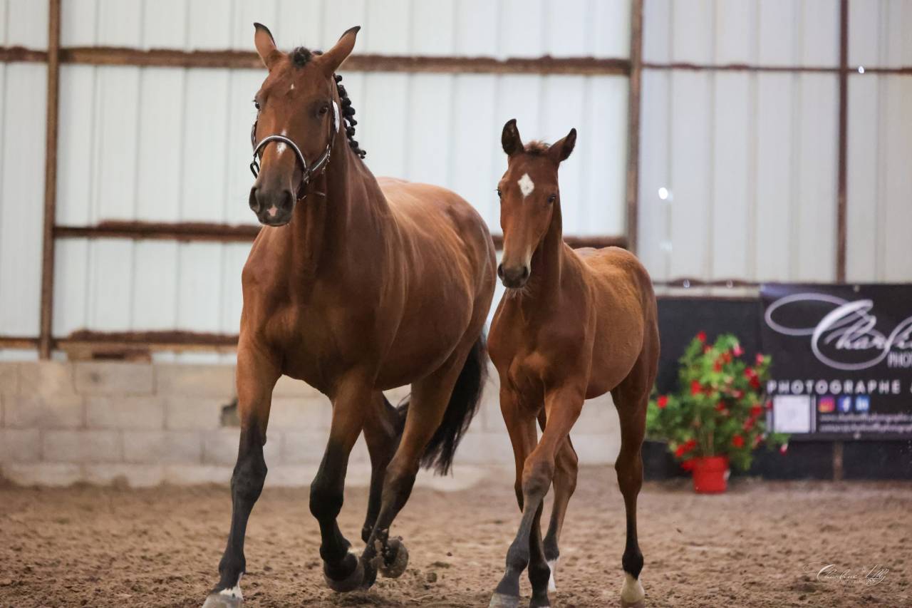 Veulen (ml) Selle Fran&ccedil;ais Te koop 2025 Donker bruin / bai ,  Conte Bellini