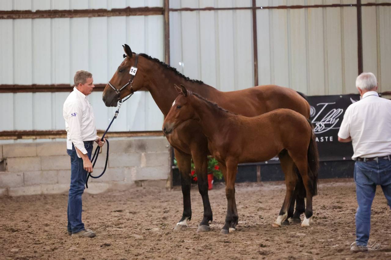Veulen (ml) Selle Fran&ccedil;ais Te koop 2025 Donker bruin / bai ,  Conte Bellini